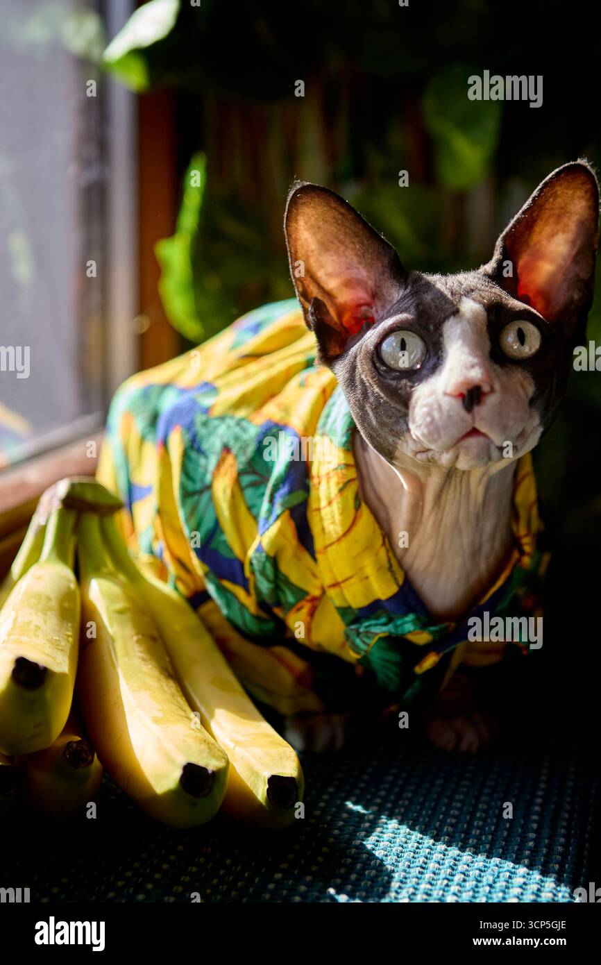 Le chat sphynx vêtu de vêtements à imprimé bananes lève les yeux assis près des bananes. Un portrait humoristique de chat domestique avec une touche ludique et créative. Banque D'Images