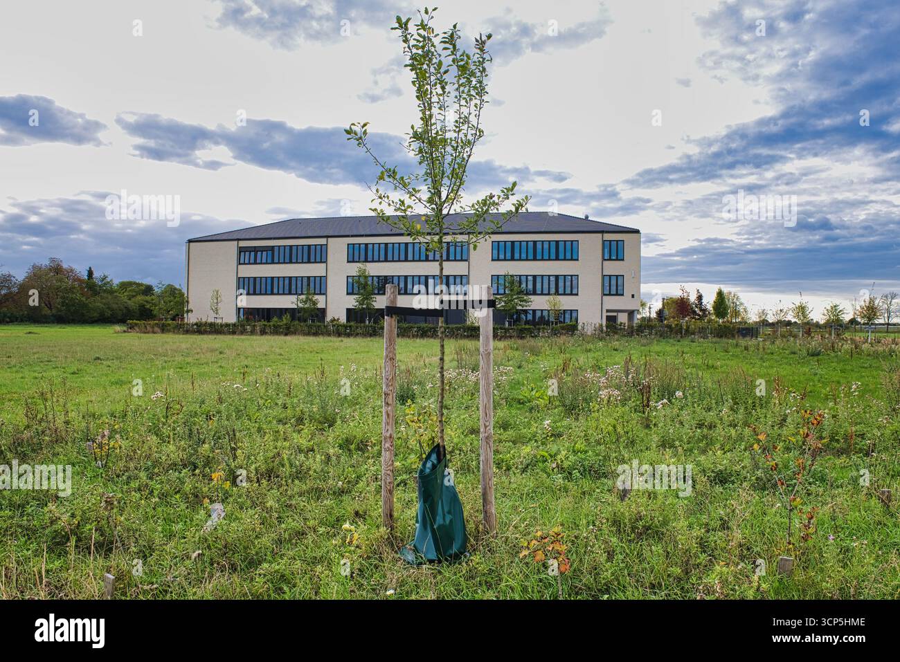 Jeune arbre planté devant un immeuble de bureaux moderne, aménagement urbain durable, architecture d'environnement vert, urbanisme écologique, natu Banque D'Images