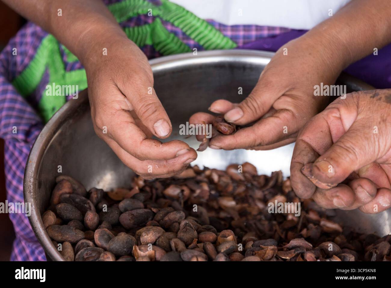 Deux dames choisissent les meilleures graines de chocolat à El Tule, Oaxaca, Mexique Banque D'Images
