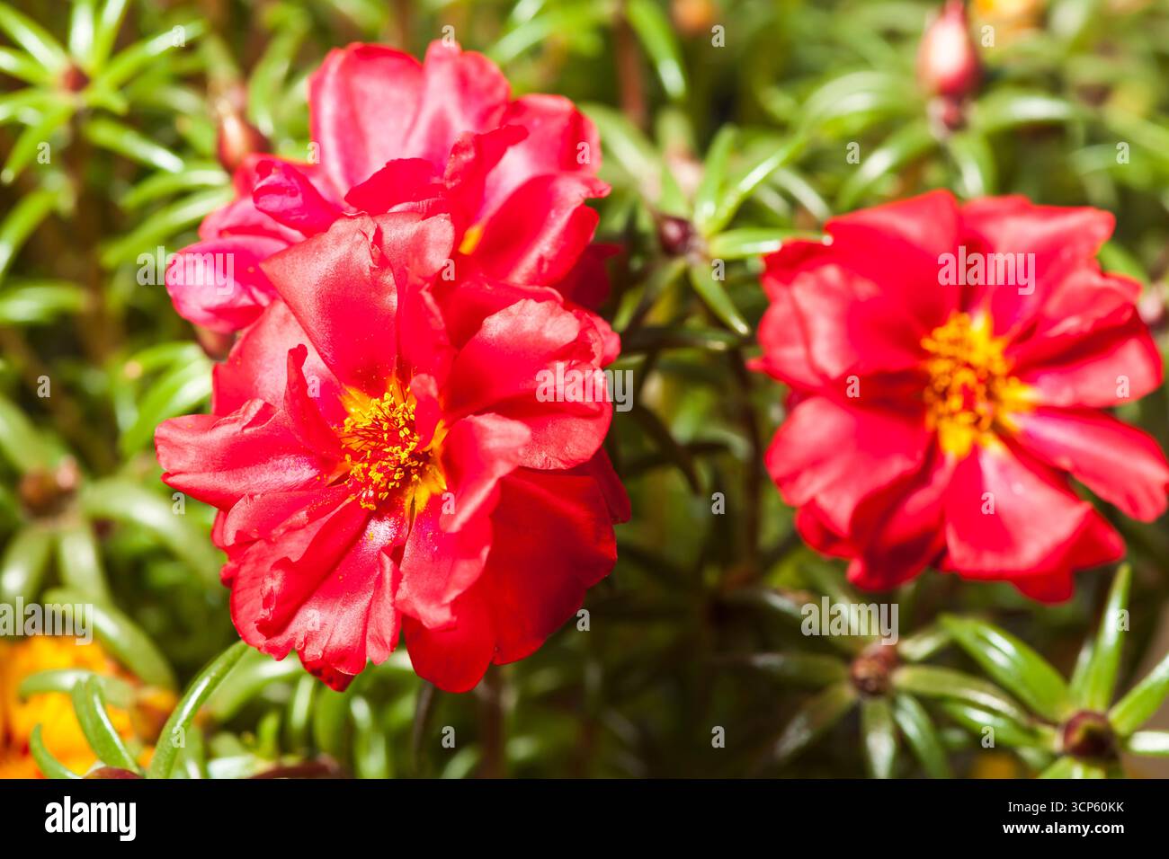 Gros plan de plusieurs fleurs de purslane rouges sur un fond de feuille naturel flou. Banque D'Images