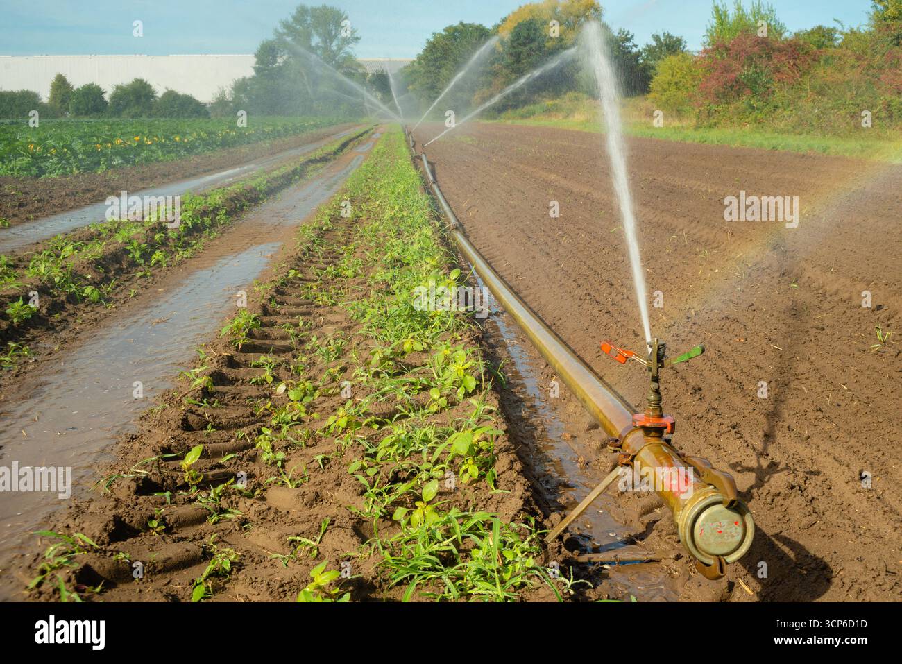 Arroseurs d'eau irriguant un champ végétal à effet arc-en-ciel Banque D'Images