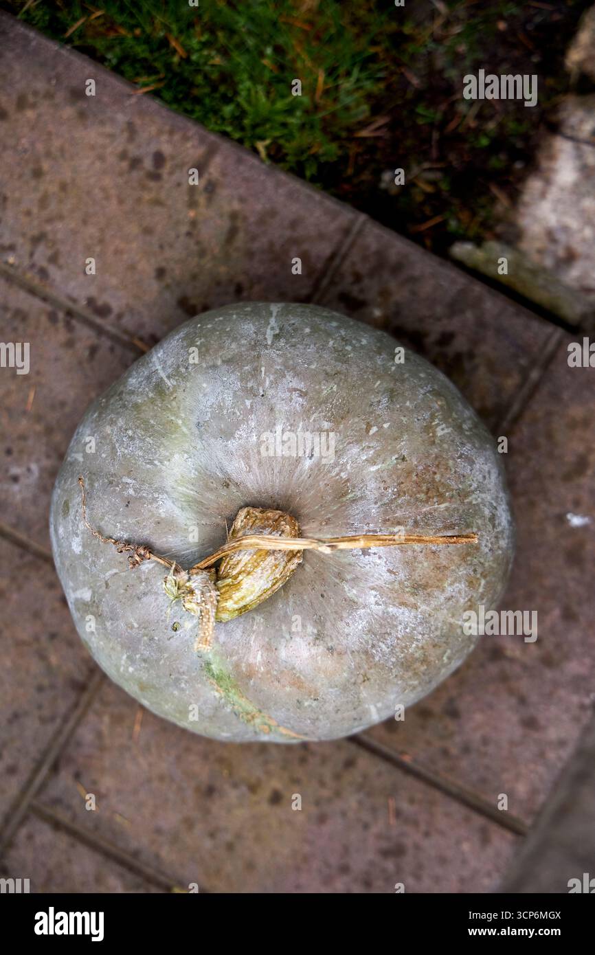 Citrouille grise sur carreaux de pierre avec fond d'herbe verte. Scène de récolte d'automne rustique, décoration saisonnière naturelle, parfait pour la nourriture, Thanksgiving, Hal Banque D'Images