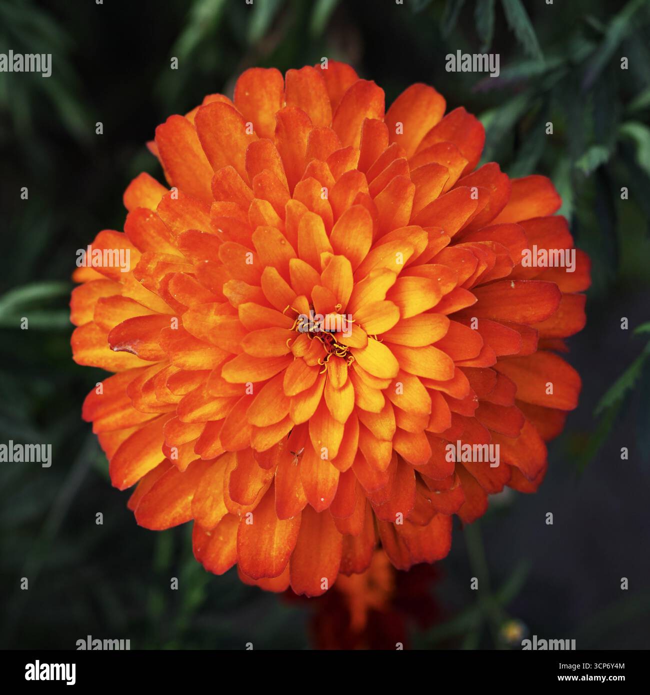 Gros plan sur une fleur de calendula orange luxuriante Banque D'Images