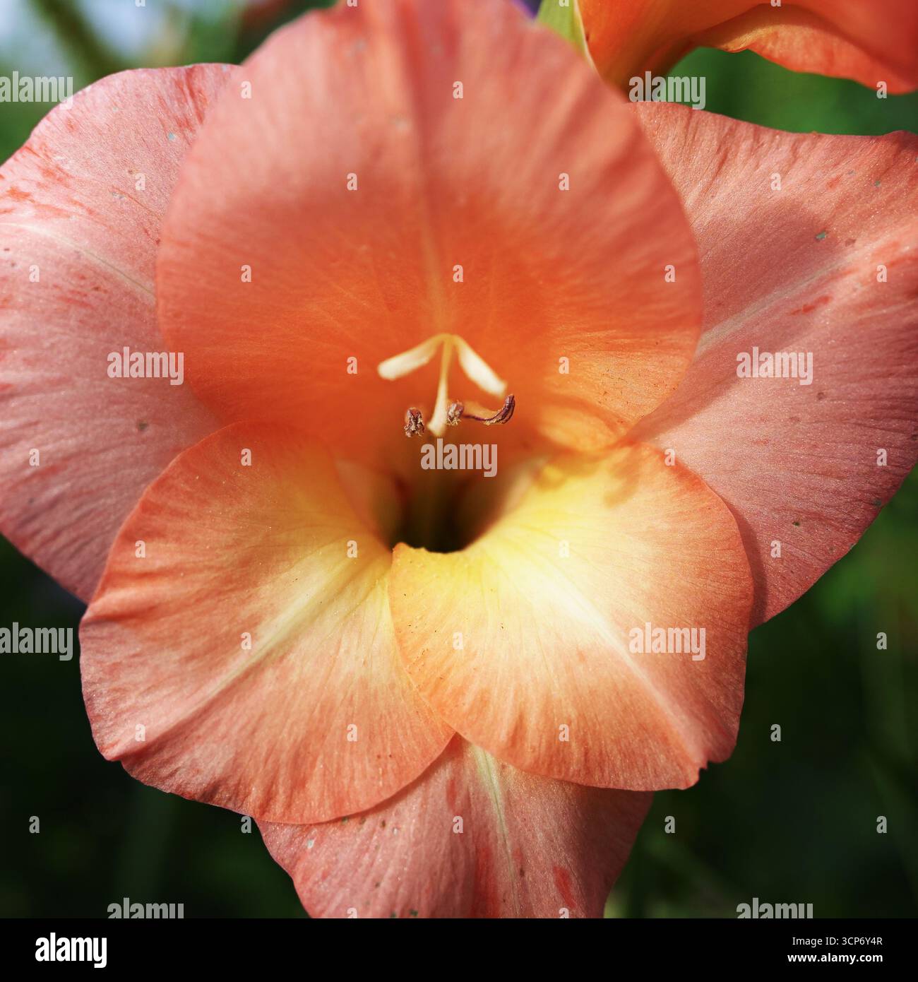 Gros plan d'une fleur de gladiolus rose jaunâtre Banque D'Images