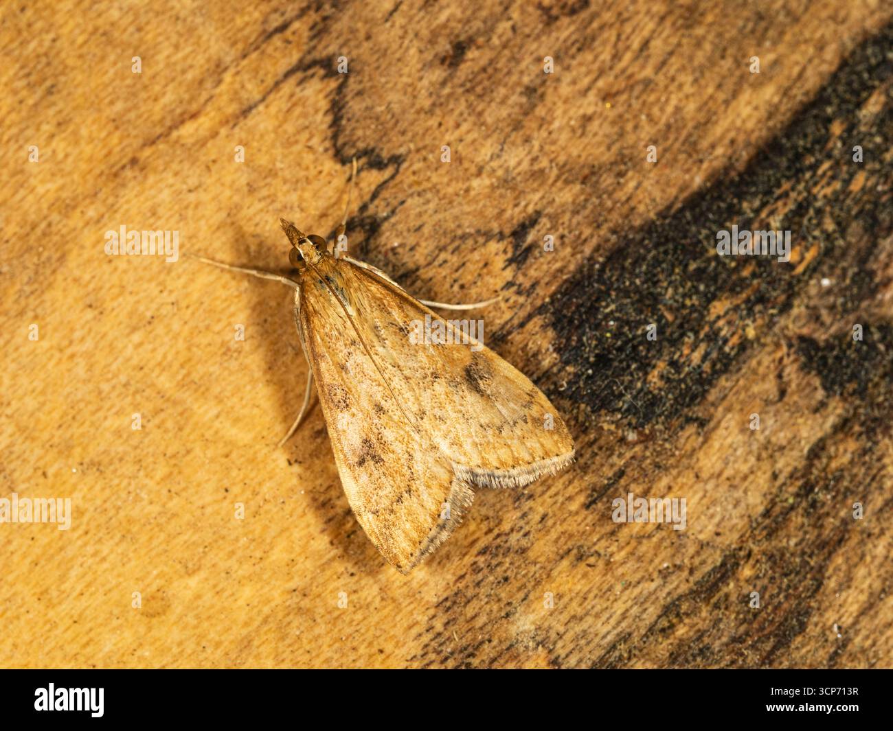 Micro-papillon britannique adulte, Udea ferrugalis, Rusty-dot Pearl, dans un jardin d'automne de Plymouth Banque D'Images Micro-papillon britannique adulte, Udea ferrugalis, Rusty-dot Pearl, dans un jardin d'automne de Plymouth Banque D'Images