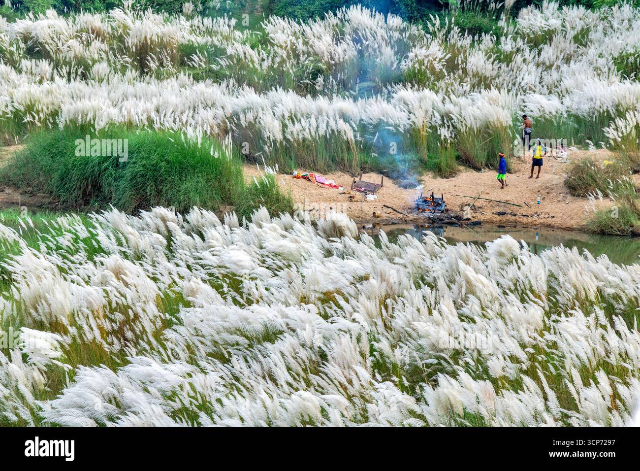 Belle fleur blanche de kash ou kans herbe, Saccharum spontaneum, pendant le festival de durga puja Banque D'Images