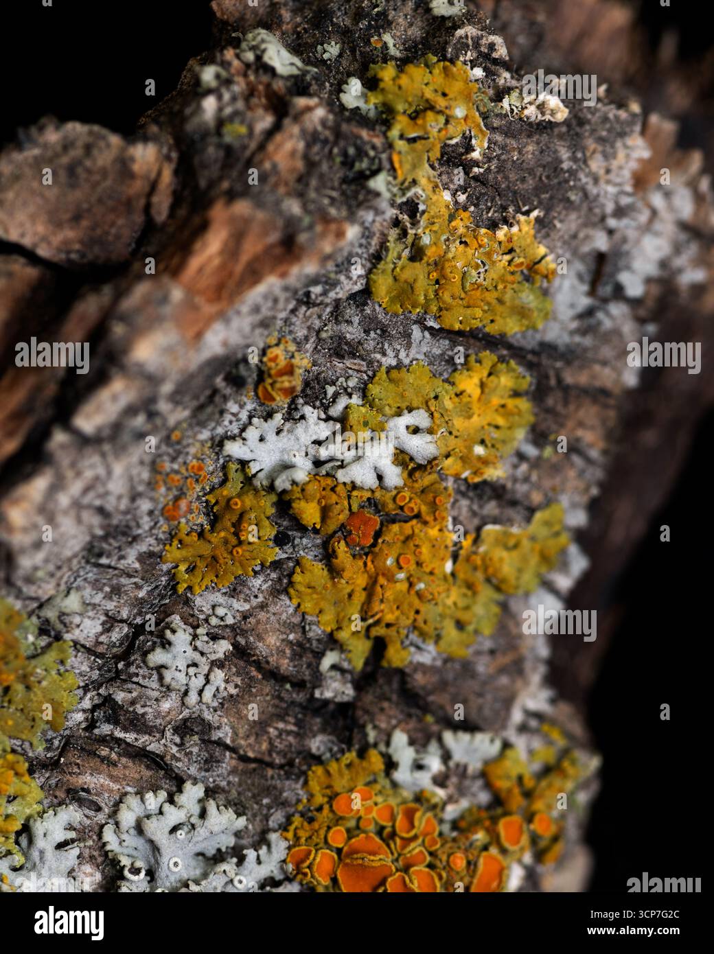 Le lichen pousse dans des croûtes sur un morceau d'écorce d'arbre trouvé à Calgary, Alberta, Canada. Cette photo macro montre des espèces de lichens distinctes dans différentes couleurs. Banque D'Images