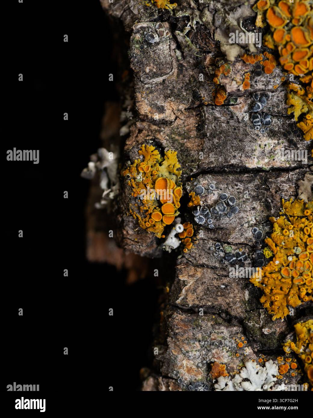 Le lichen pousse dans des croûtes sur un morceau d'écorce d'arbre trouvé à Calgary, Alberta, Canada. Cette photo macro montre des espèces de lichens distinctes dans différentes couleurs. Banque D'Images