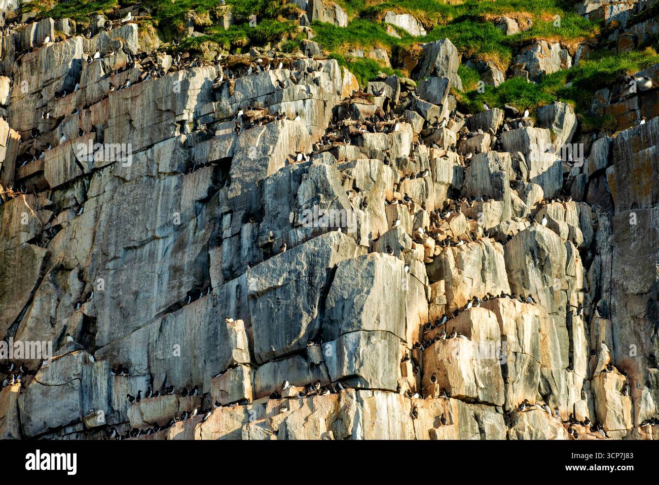 Guillemots sur les falaises d'Alkefjellet Spitzberg Svalbard Norvège // SPITZBERG, Svalbard et Jan Mayen — Une colonie de guillemots, oiseaux de mer connus pour leur plumage noir et blanc distinctif, nichent sur les falaises escarpées d'Alkefjellet. Ces oiseaux de mer se trouvent couramment le long des côtes arctiques et constituent une partie importante de la biodiversité de la région. Alkefjellet est un site de nidification populaire pour de nombreuses espèces d'oiseaux, attirant les chercheurs et les amateurs de faune. L'archipel du Svalbard est situé dans l'océan Arctique, à mi-chemin entre la Norvège continentale et le pôle Nord. Ces îles Banque D'Images Guillemots sur les falaises d'Alkefjellet Spitzberg Svalbard Norvège // SPITZBERG, Svalbard et Jan Mayen — Une colonie de guillemots, oiseaux de mer connus pour leur plumage noir et blanc distinctif, nichent sur les falaises escarpées d'Alkefjellet. Ces oiseaux de mer se trouvent couramment le long des côtes arctiques et constituent une partie importante de la biodiversité de la région. Alkefjellet est un site de nidification populaire pour de nombreuses espèces d'oiseaux, attirant les chercheurs et les amateurs de faune. L'archipel du Svalbard est situé dans l'océan Arctique, à mi-chemin entre la Norvège continentale et le pôle Nord. Ces îles Banque D'Images