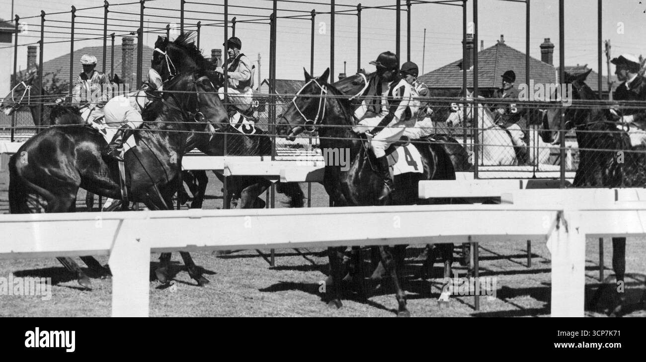 Mélange au début de la deuxième division de la pépinière Gwyn à Caulfield. Bruvaros est sur le point de franchir la barrière tandis que le coureur de Mountfields T. Gardiner est déjà en difficulté. 21 mars 1950. Banque D'Images