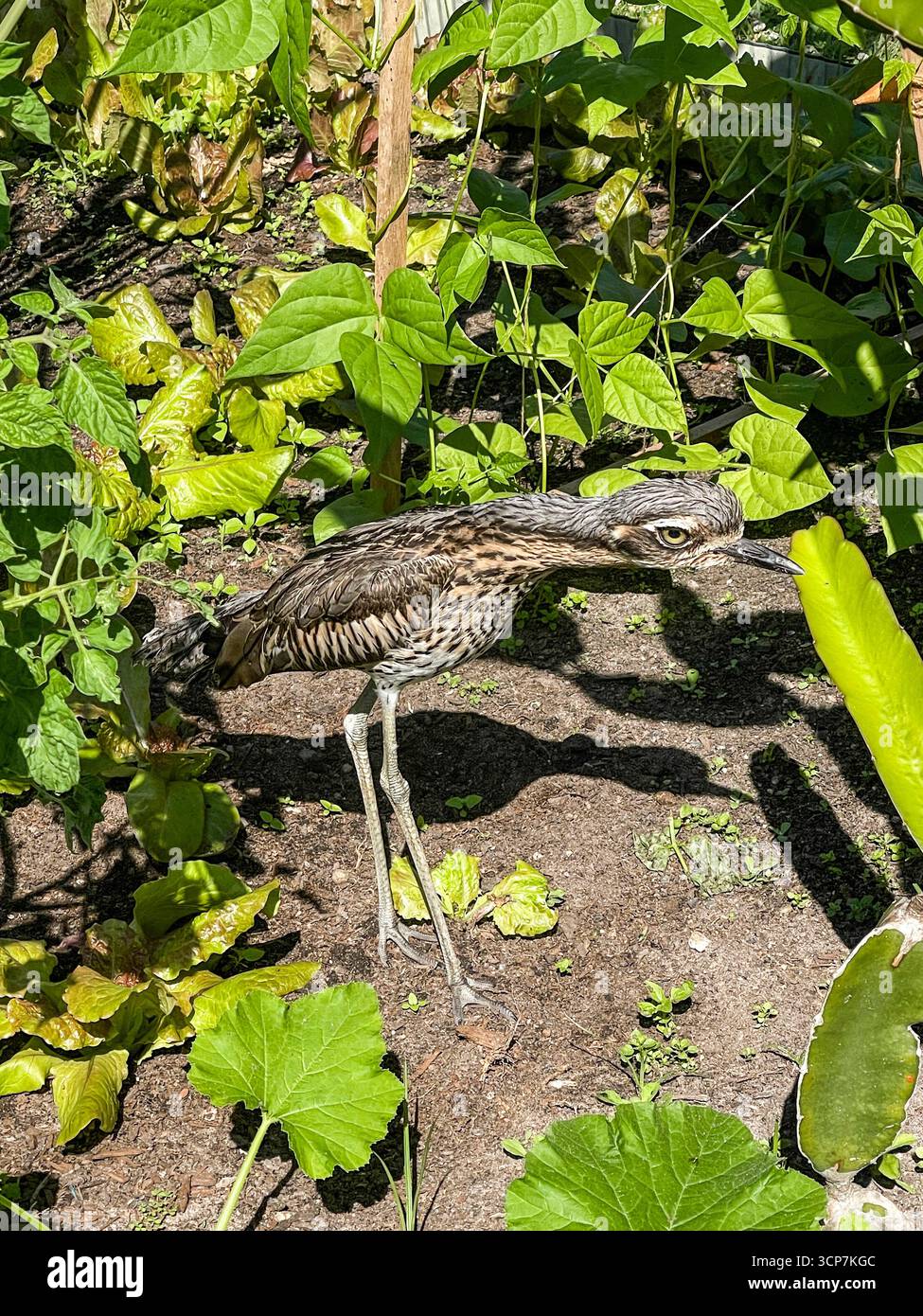 Burhinus grallarius est un grand oiseau vivant au sol endémique de l'Australie Banque D'Images