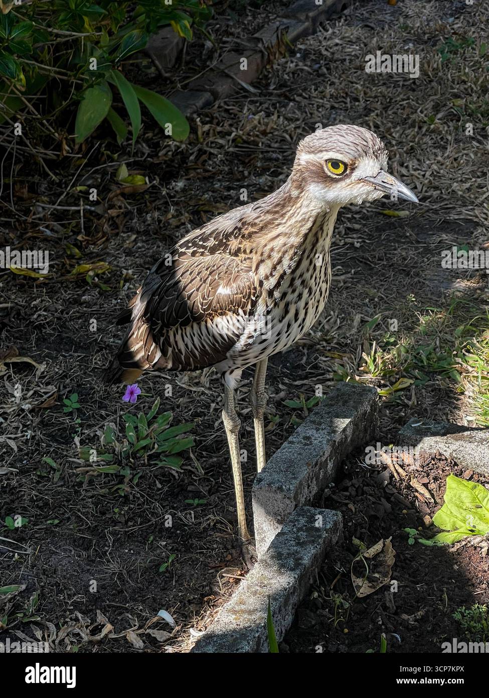 Burhinus grallarius est un grand oiseau vivant au sol endémique de l'Australie Banque D'Images