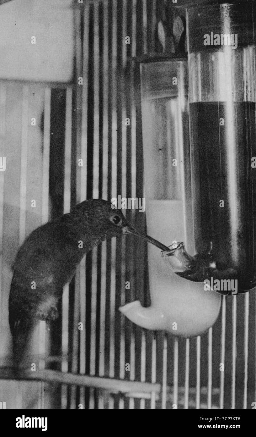 Le plus petit oiseau du monde en action - une photo d'action d'un oiseau de Lasson Humming, le plus petit au monde, sirotant du miel. Il reste immobile tandis que ses ailes se battent à 60 volets par seconde. Il appartient à Mr. Cecil Bernstein et vaut £100. Il a remporté le premier prix. Le Crystal Palace cage Birds Show annuel a été ouvert aujourd'hui au Dorland Hall, Londres. Il y a 4 500 oiseaux exposés. 21 janvier 1937. Banque D'Images