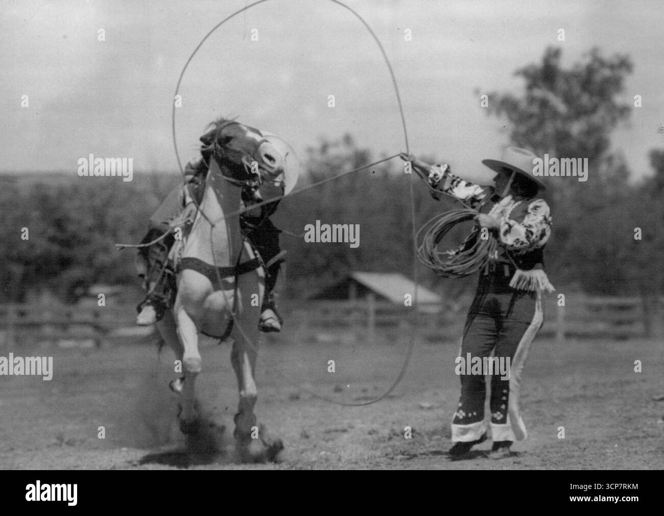 Pratiquant à Mr. T. B. MacFarlane's Station Merriwa, N.S.W., pour le Royal Sydney Show. - Suicide Ted Elder étant lassoed au galop complet par sa femme, MRS Pearl Elder, dont l'habileté avec une corde de cactus mexicaine est incroyable. Mr. et Mrs. Elder montrent un travail d'équipe splendide. 18 avril 1938. Banque D'Images