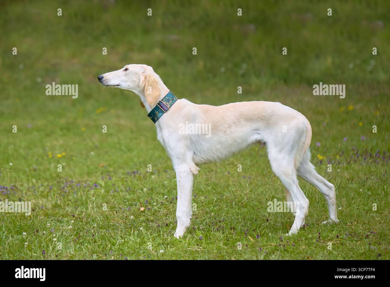 Chien Sighthound posant pour le portrait dans un camp de nature Banque D'Images Chien Sighthound posant pour le portrait dans un camp de nature Banque D'Images