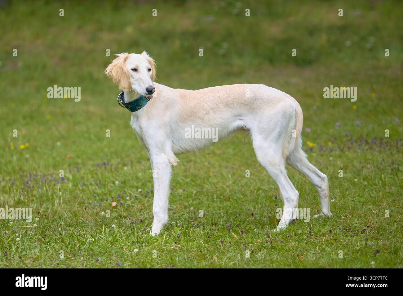 Chien Sighthound posant pour le portrait dans un camp de nature Banque D'Images Chien Sighthound posant pour le portrait dans un camp de nature Banque D'Images