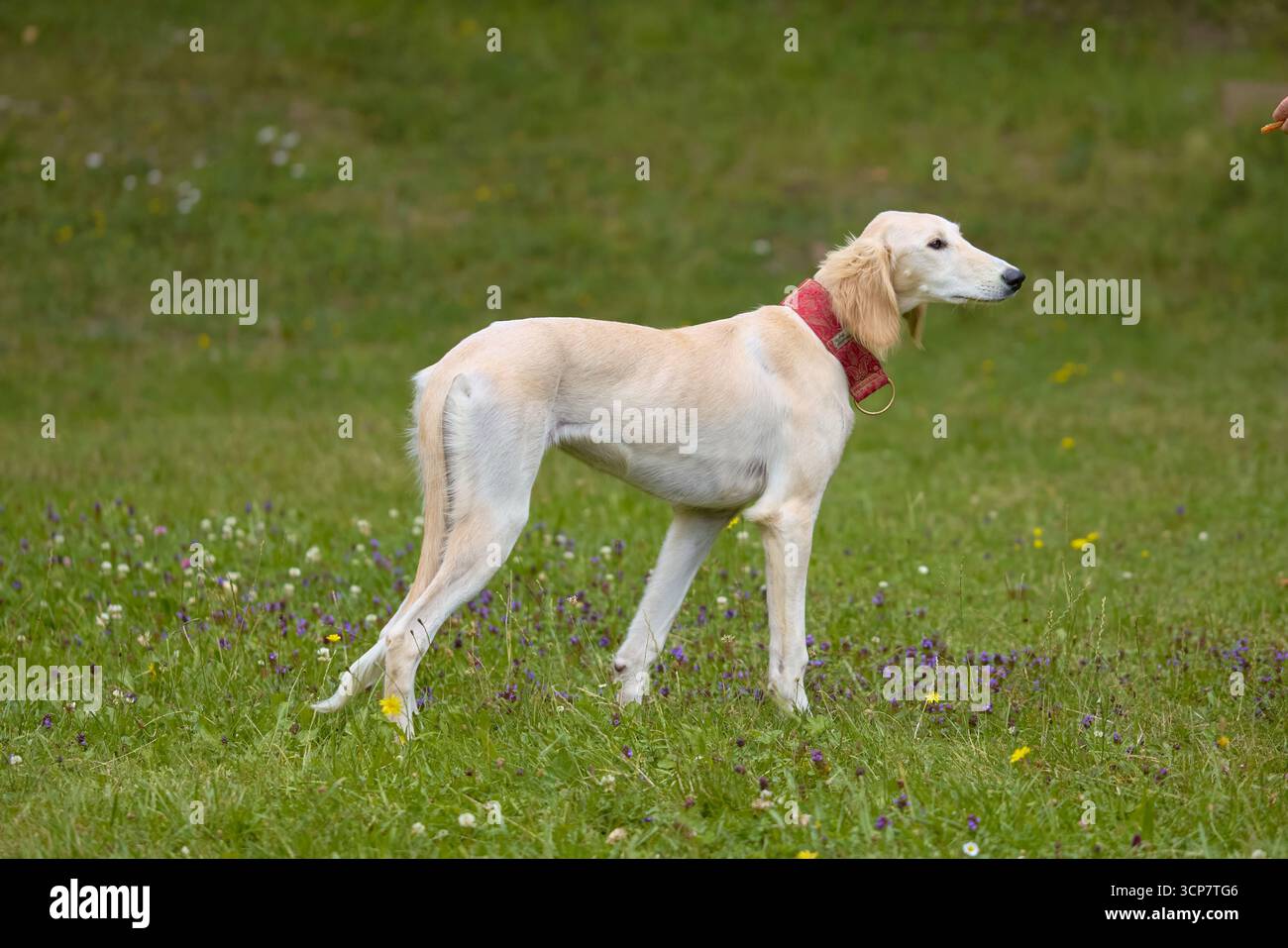 Chien Sighthound posant pour le portrait dans un camp de nature Banque D'Images Chien Sighthound posant pour le portrait dans un camp de nature Banque D'Images