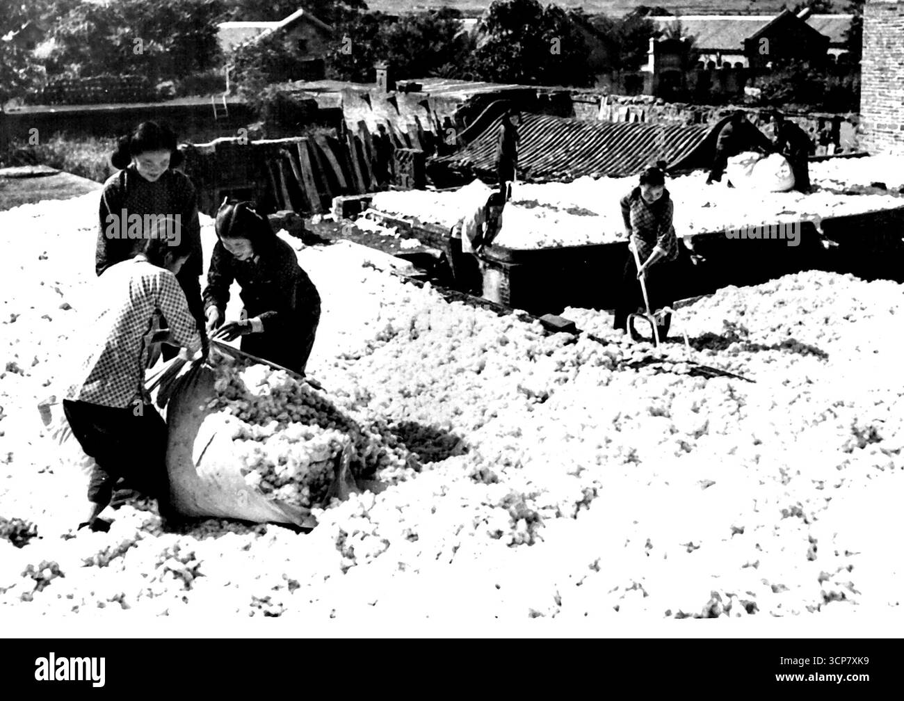 Séchage du coton en Chine rouge -- des filles chinoises souriantes, des cheveux attachés dans des tresses et des petits pains, travaillent au séchage du coton et à l'empaquetage dans la Chine communiste. Le gouvernement communiste de Peiping rapporte une augmentation de 37 pour cent par acre de la production de coton brut dans le pays de Wuan, province de Hope I, pour atteindre une production de 1 392 livres par acre. 29 novembre 1955. (Photo de United Press photo). Banque D'Images