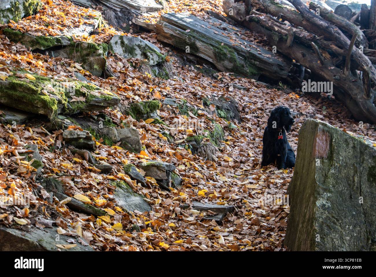 Chien noir anglais Cocker Spaniel assis dans la forêt d'automne, entouré de feuilles tombées colorées, regardant attentif et alerte, photographie d'animaux de compagnie saisonnière Banque D'Images