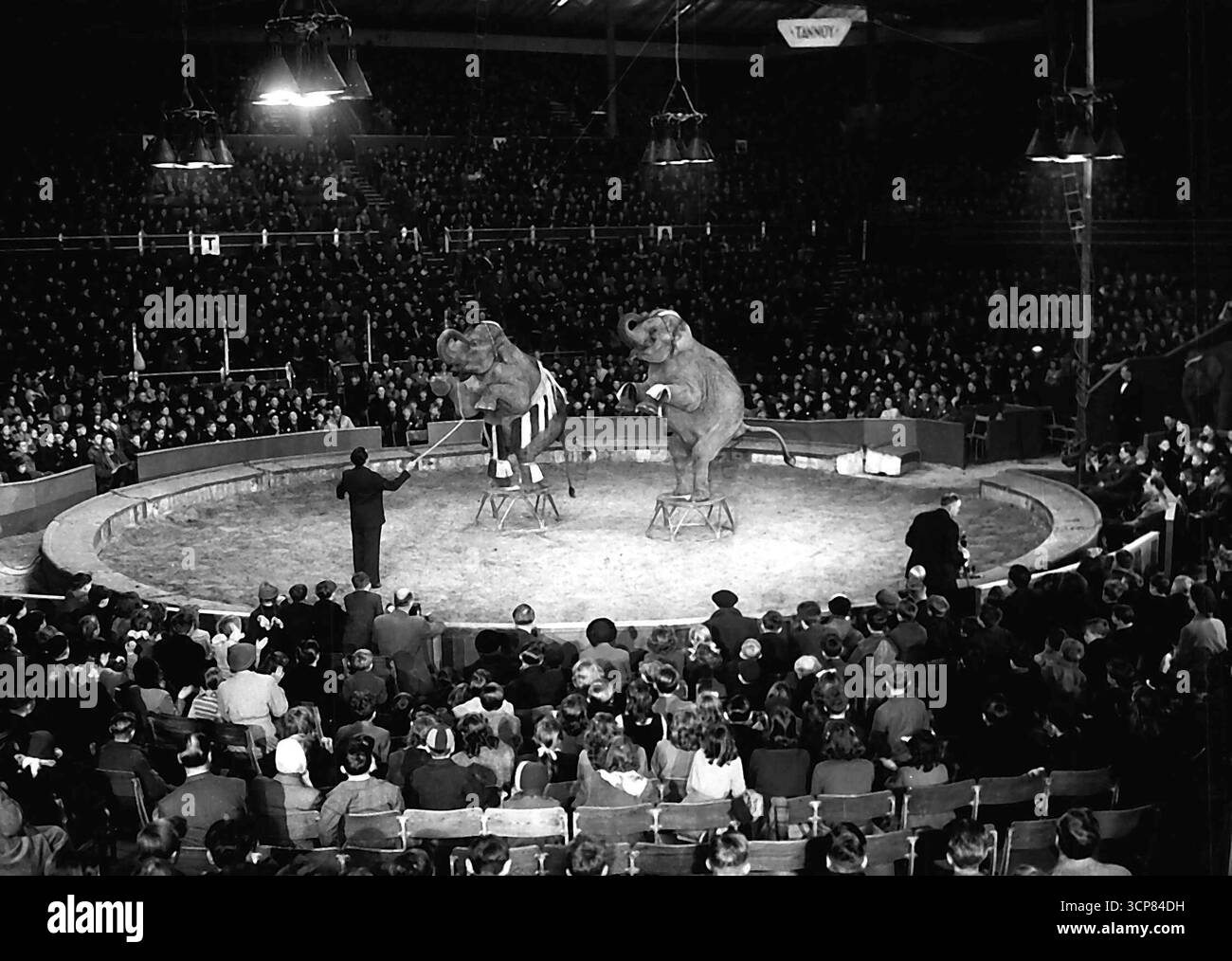 Cirque Magic - les éléphants en scène capturent l'attention de milliers de paires d'yeux juvéniles, tandis que les écoliers assistent à une répétition complète de Bertram Mills Circus à Olympia, dans l'ouest de Londres. 17 décembre 1952. (Photo de Planet News Ltd.). Banque D'Images