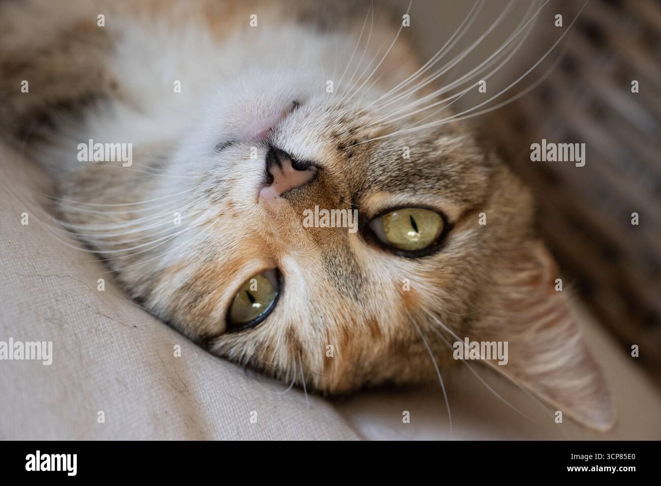 Chat domestique se relaxant sur une chaise en osier à l'intérieur, mettant en valeur l'environnement de la maison confortable, le confort félin, et le style de vie des animaux de compagnie. Banque D'Images