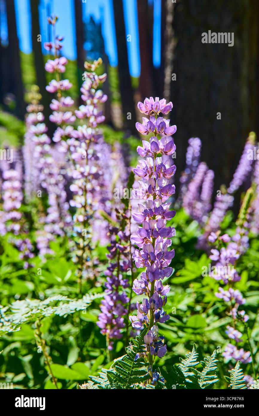 Fleurs sauvages violettes dans Sunlight Meadow avec fougères et grands arbres en Californie Banque D'Images