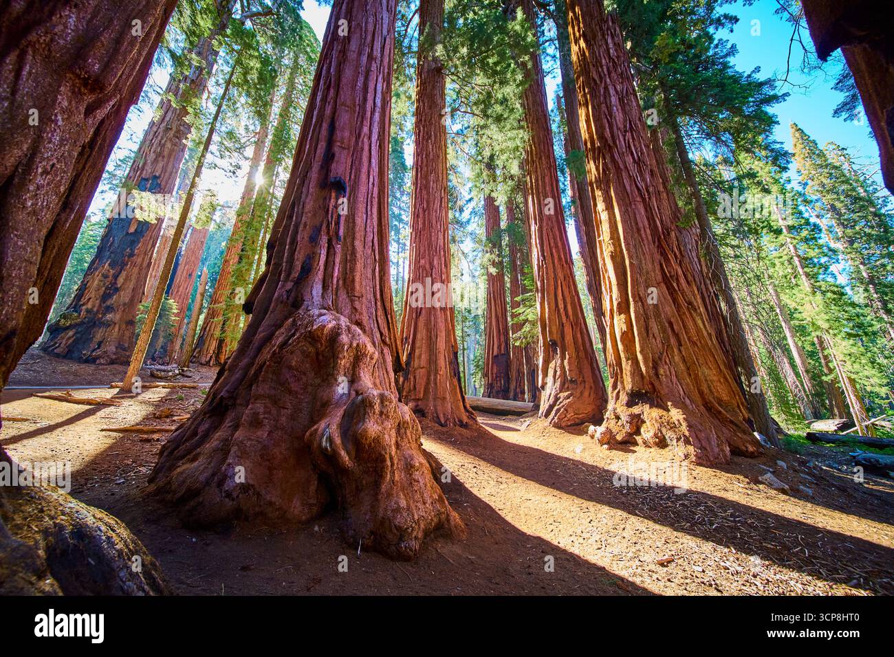Séquoias géants Sunburst et Forest Trail dans le parc national Sequoia Banque D'Images