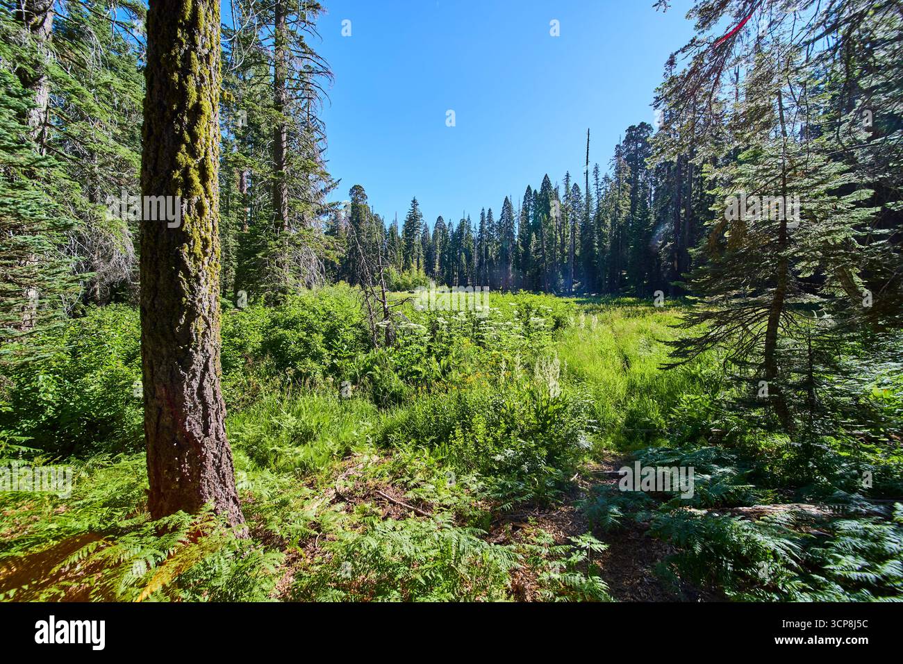 Prairie forestière ensoleillée avec de grands arbres Evergreen et une végétation luxuriante Banque D'Images