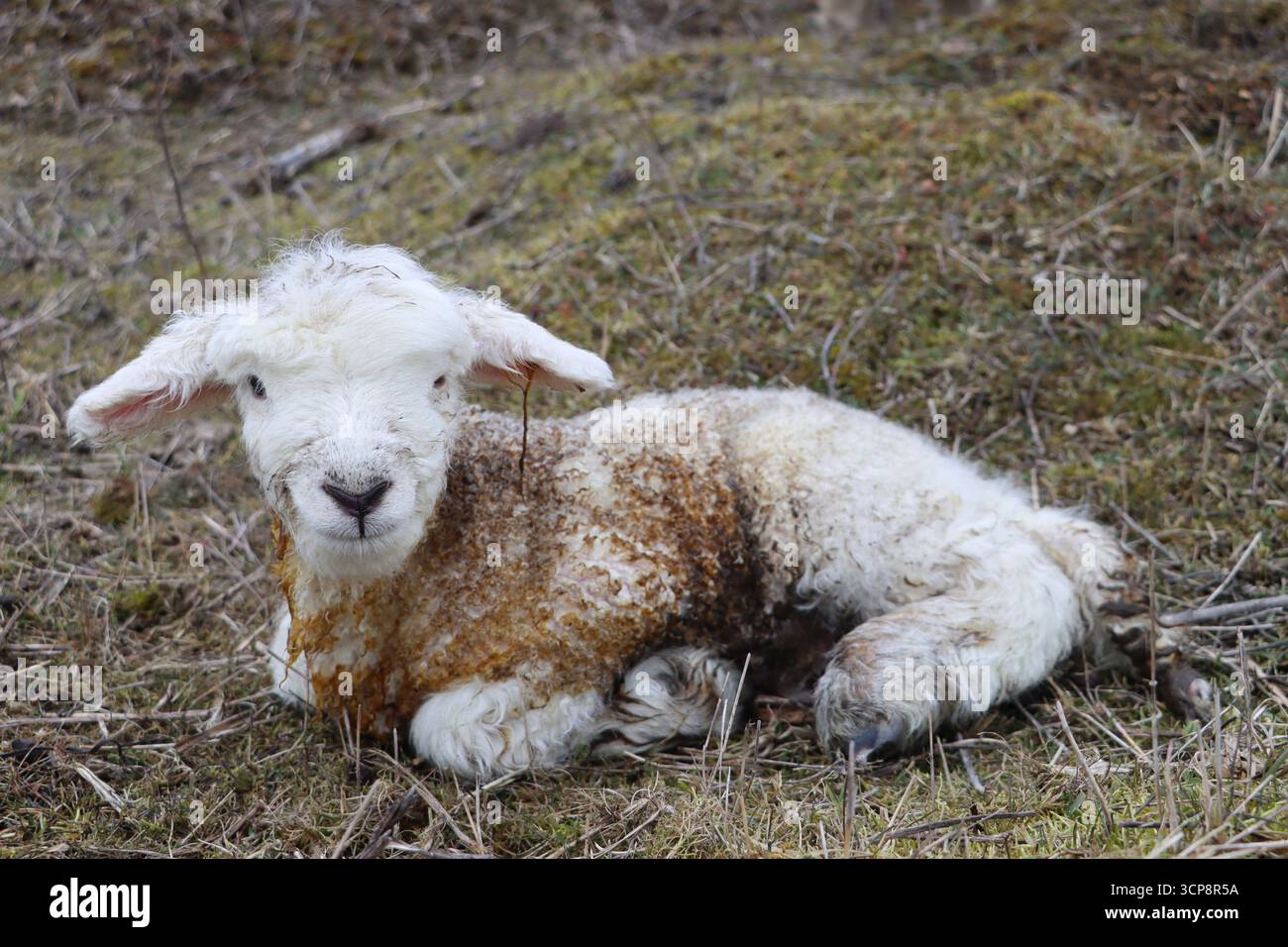Agneau fraîchement né, symbole de la nouvelle vie, de l'agriculture, du mode de vie rural et de la saison printanière. Banque D'Images