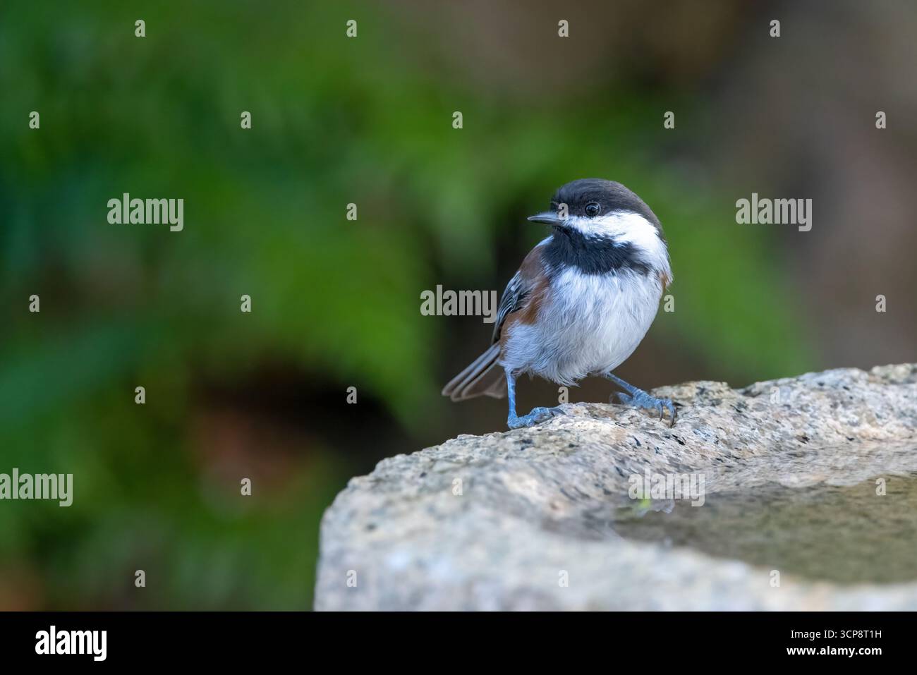 Un chickadee à dos de châtaignier perché sur le bord d'un bain d'oiseau en granit avec un fond propre Banque D'Images