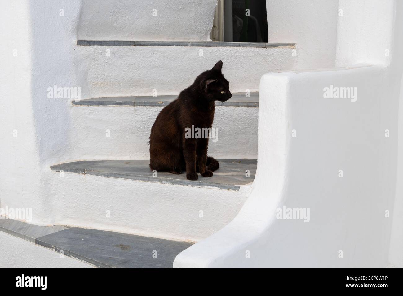 Chat assis sur les marches à Mykonos, Grèce Banque D'Images