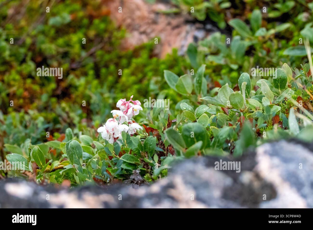 Une plante arctique wintergreen au Groenland Banque D'Images