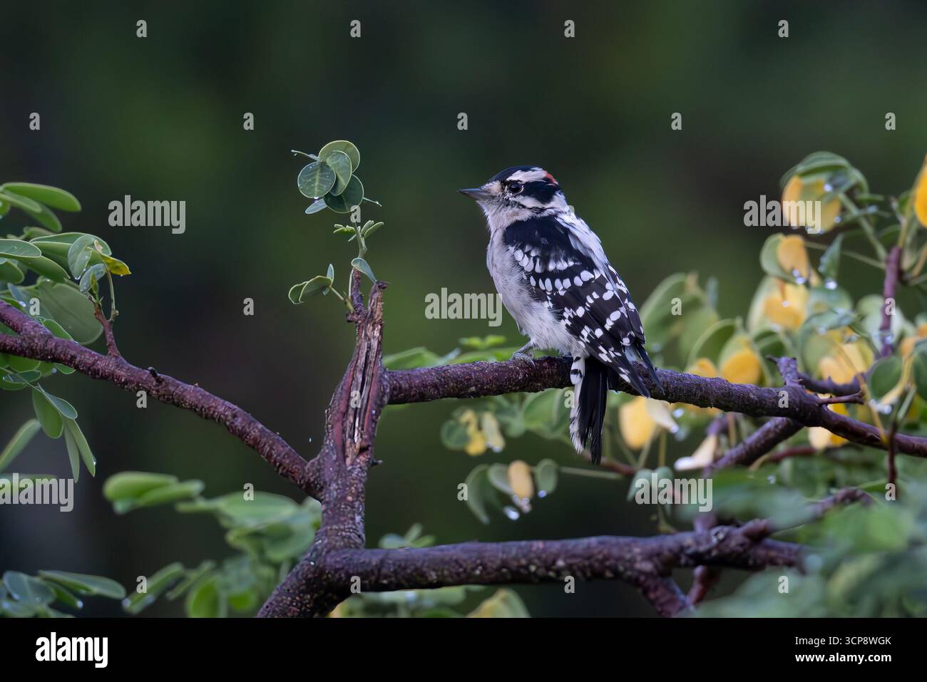 Un pic duveteux perché sur une branche horizontale. Banque D'Images