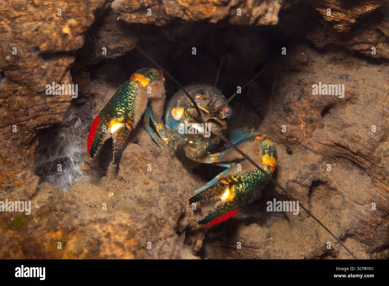 Quelques crevettes royales d'eau douce vivant dans les trous d'une bûche, à Las Estacas, Mexique Banque D'Images