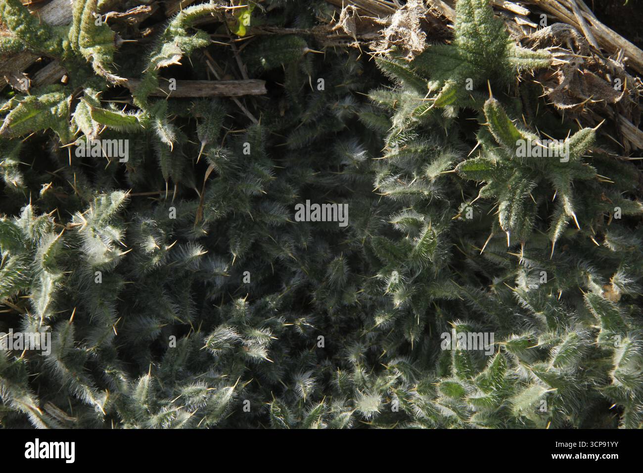 Gros plan de la rosette de feuilles d'une plante de chardon de Bull en Virginie, USA Banque D'Images