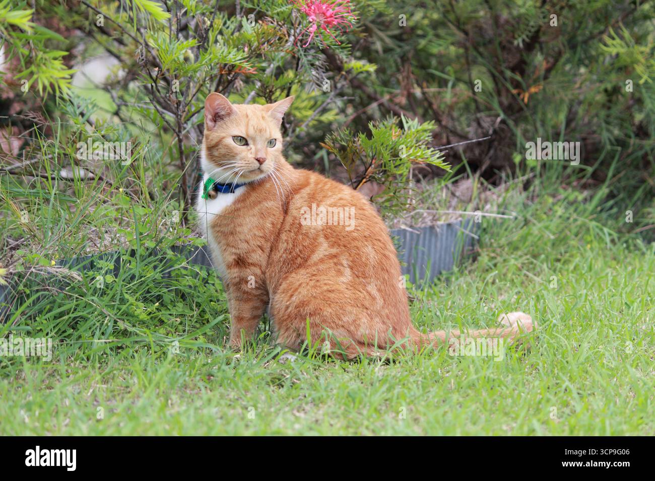 Chat orange gingembre assis dans un jardin Banque D'Images