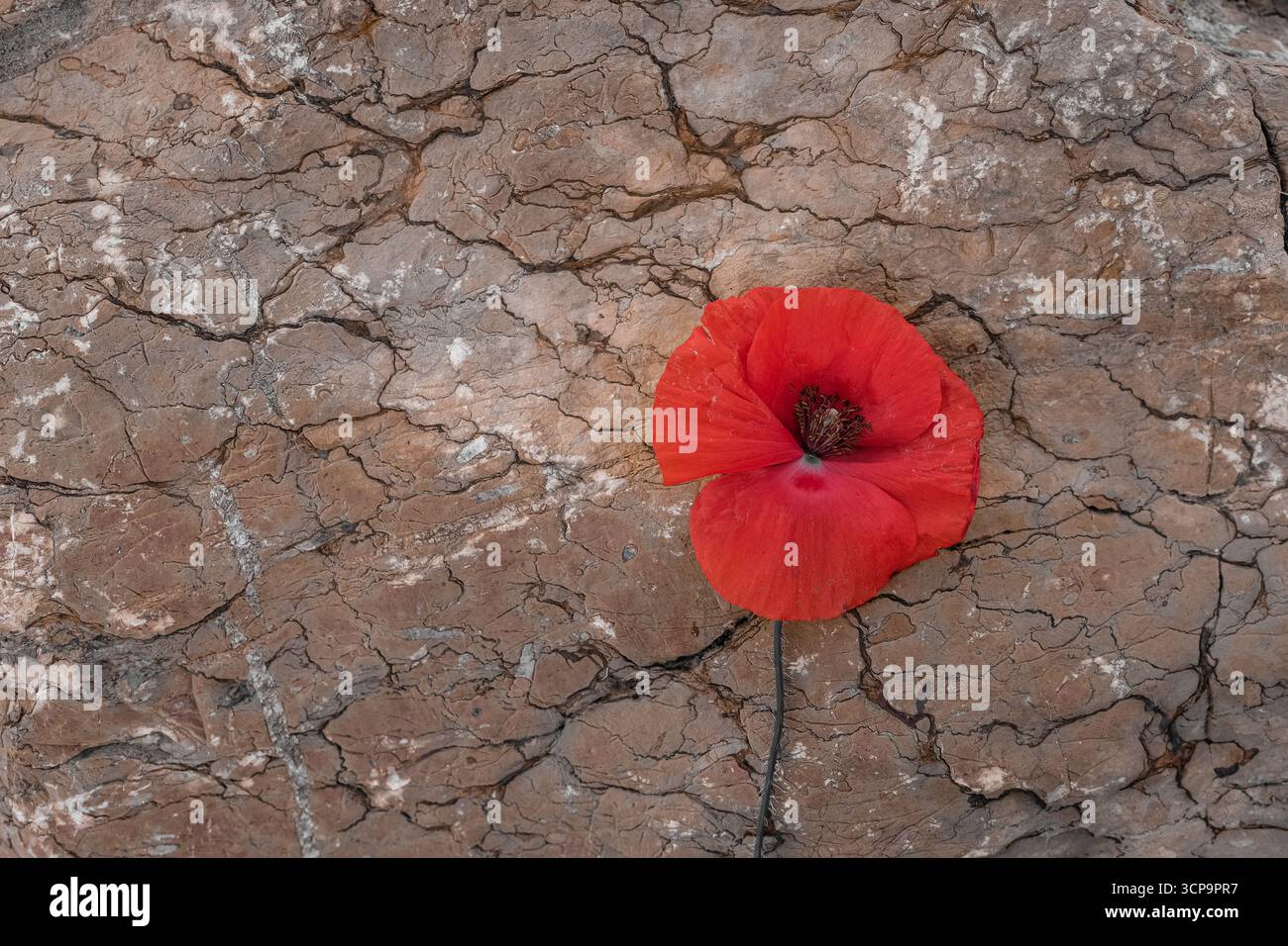 Coquelicot rouge sur fond de pierre brune. Jour du souvenir. Espace de copie. Banque D'Images