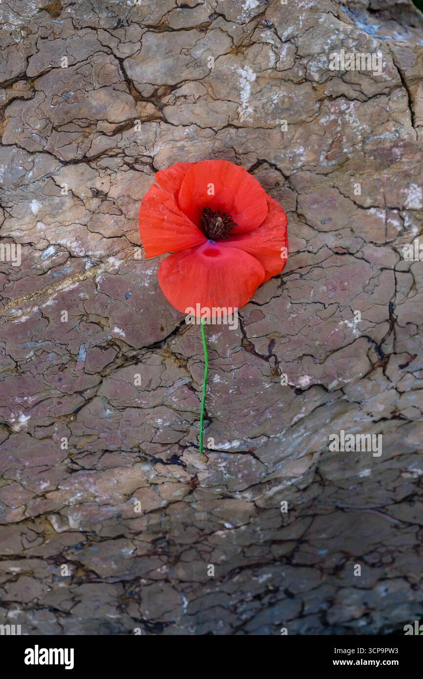 Coquelicot rouge sur fond de pierre brune. Jour du souvenir. Espace de copie. Banque D'Images