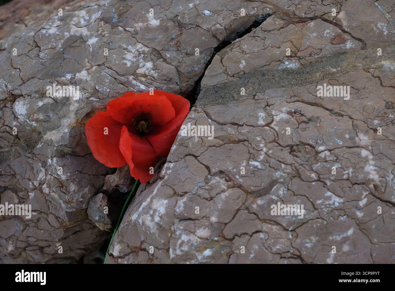 Coquelicot rouge sur fond de pierre brune. Jour du souvenir. Espace de copie. Banque D'Images