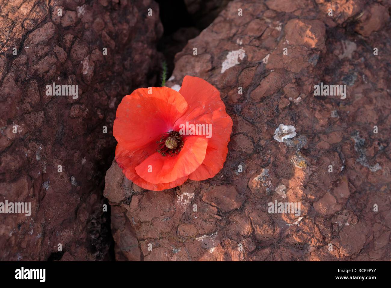 Coquelicot rouge sur fond de pierre brune. Jour du souvenir. Espace de copie. Banque D'Images