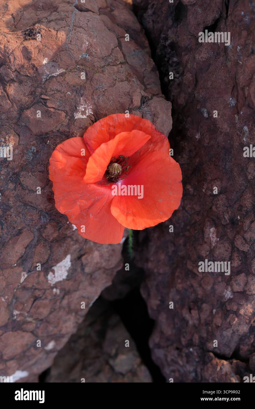 Coquelicot rouge sur fond de pierre brune. Jour du souvenir. Espace de copie. Banque D'Images