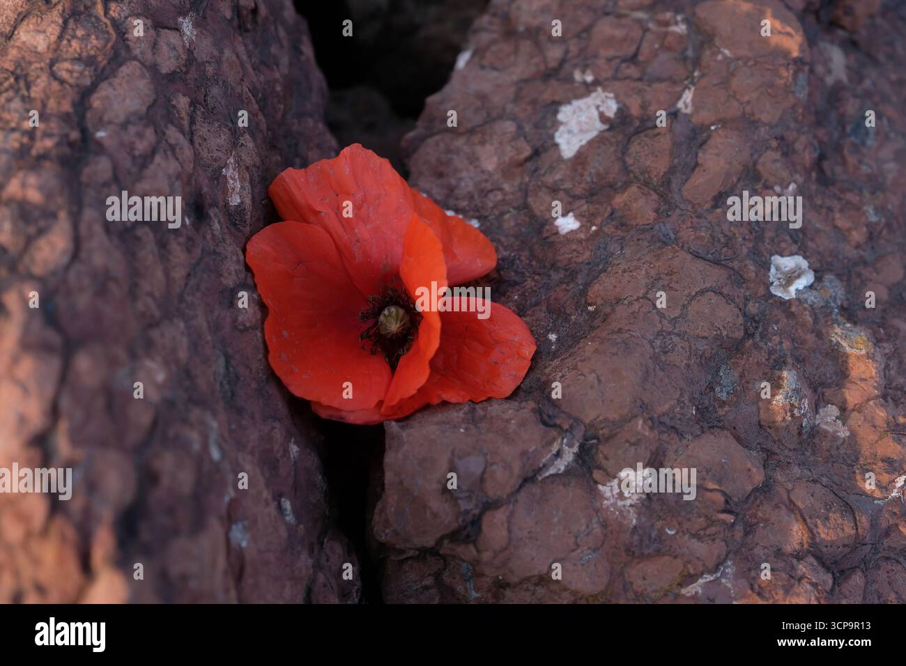 Coquelicot rouge sur fond de pierre brune. Jour du souvenir. Espace de copie. Banque D'Images