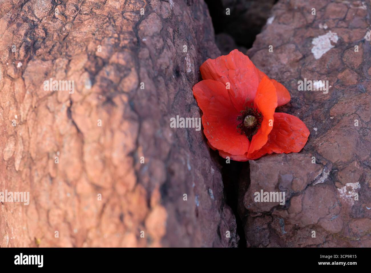 Coquelicot rouge sur fond de pierre brune. Jour du souvenir. Espace de copie. Banque D'Images