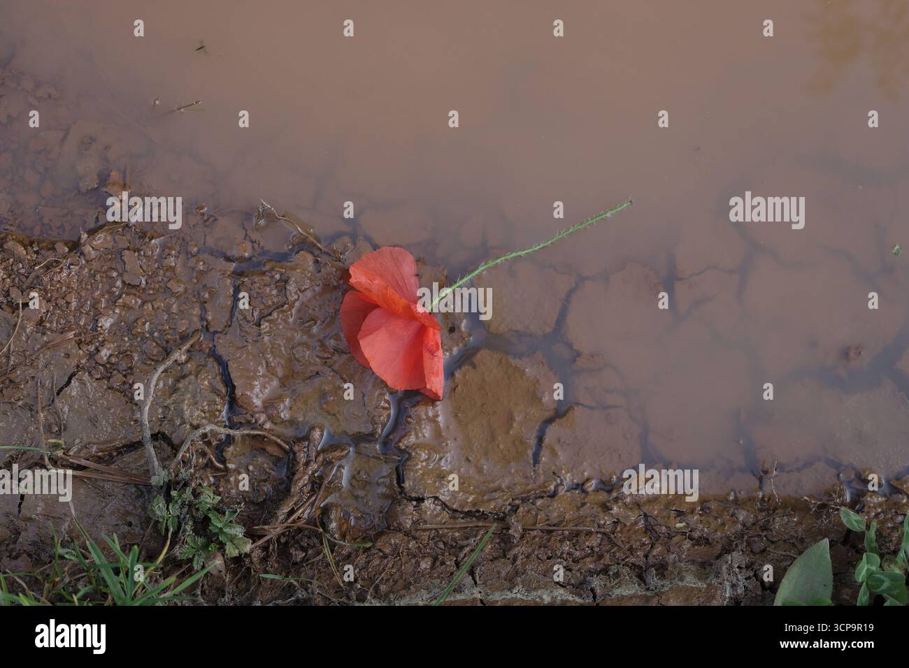 Pavot rouge dans l'eau rouge-brun avec sol cassé. Concept du jour du souvenir. Évoquant un sentiment de deuil et d'espoir pour la paix. Banque D'Images