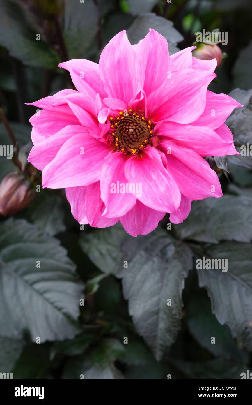 dahlia fascination, dahlia à fleurs pivoines avec des fleurs roses semi-doubles Banque D'Images