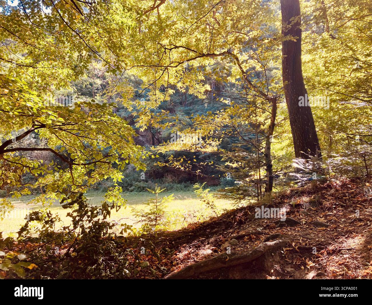 Forêt mixte en automne, montagnes Sopron, Hongrie - Image de stock capturée avec un smartphone