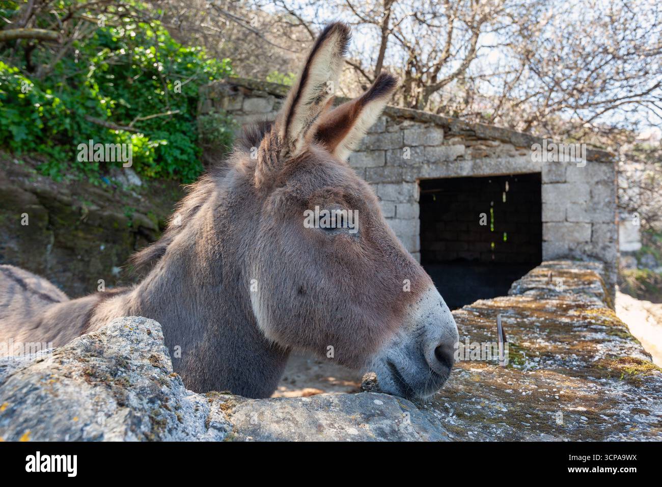 Gros plan d'un âne aux yeux expressifs et aux longues oreilles, capturé sur l'île grecque de Tzia dans les Cyclades, un charme rural authentique Banque D'Images