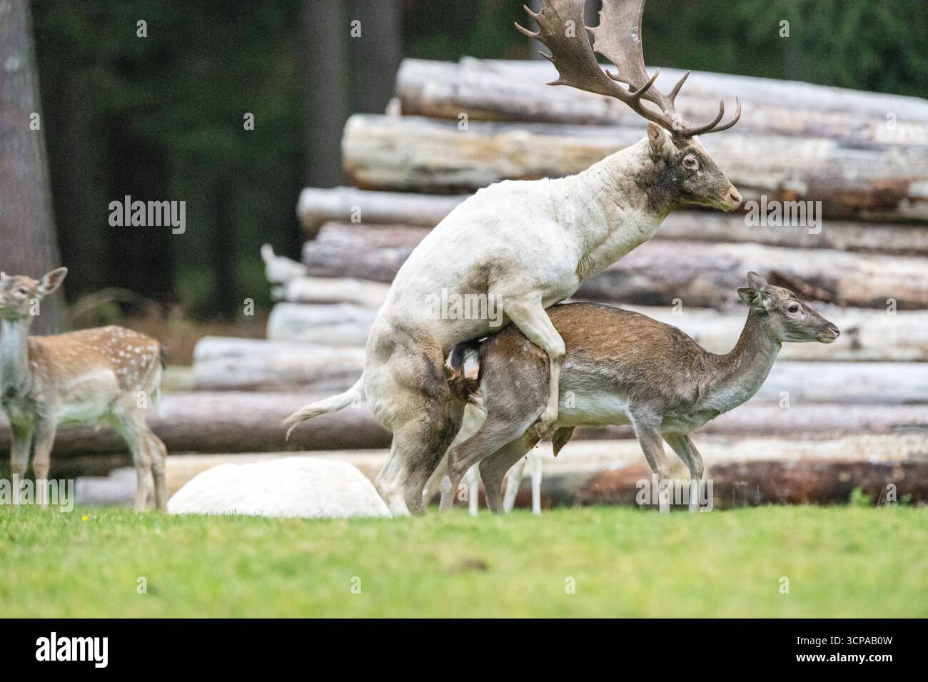 Damwild zum Brunfthöhepunkt Banque D'Images