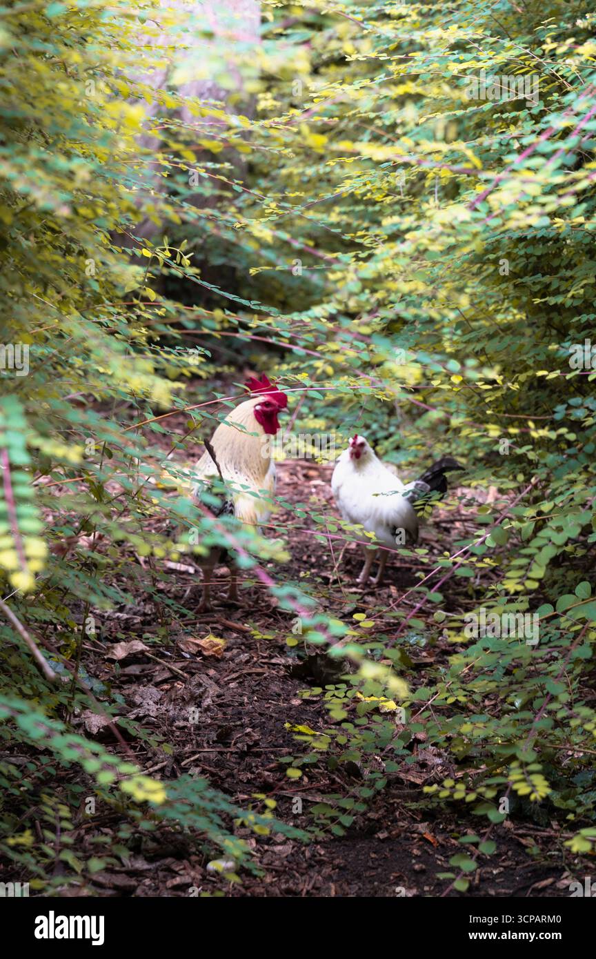 Deux poulets animés errant paisiblement le long d'un sentier vert et vibrant, mettant en valeur la beauté de la nature Banque D'Images