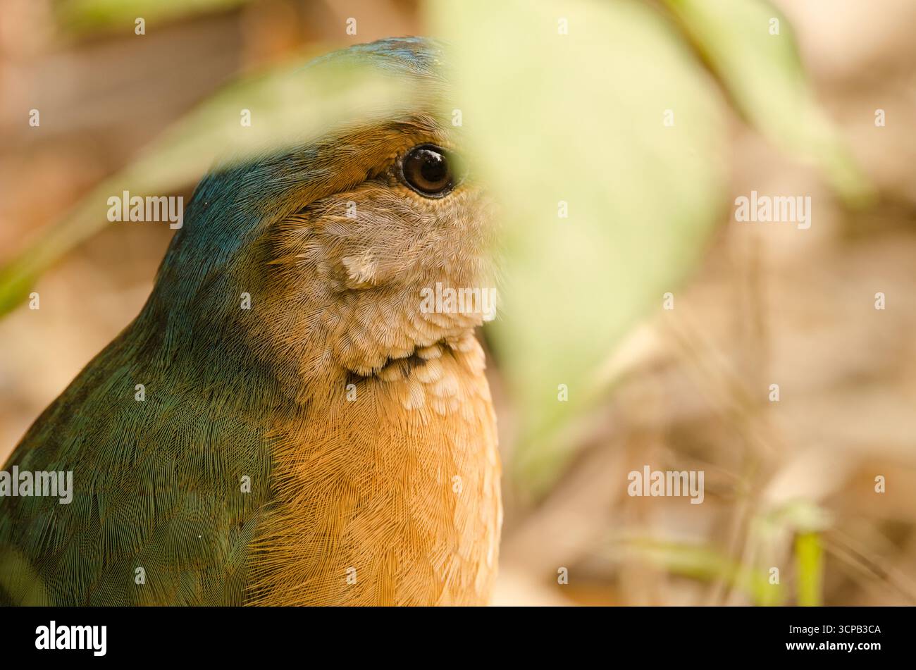Soror pitta Hydrornis à grondement bleu caché parmi la végétation. Parc national de Cat Tien. Vietnam. Banque D'Images